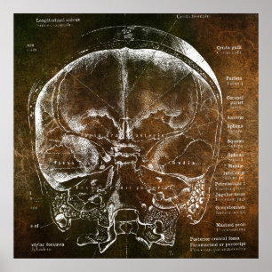 Vintage Anatomie Poster