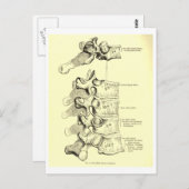Vintage Anatomie | Ruggewervels Briefkaart (Voorkant / Achterkant)
