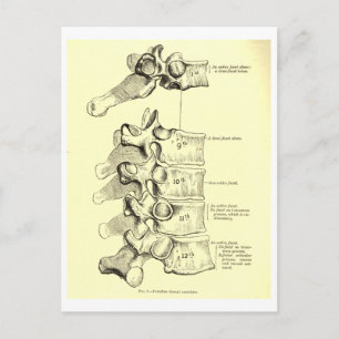 Vintage Anatomie Ruggewervels Briefkaart