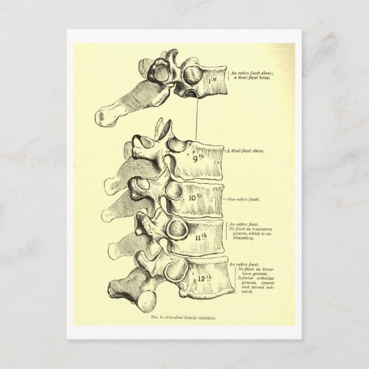 Vintage Anatomie | Ruggewervels Briefkaart (Voorkant)