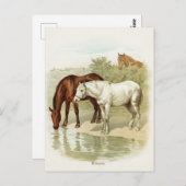 Vintage animal mignon Carte postale Cheval (Devant / Derrière)