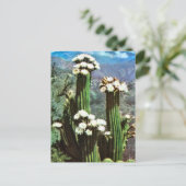 Vintage Argentina, Flowering Cactus Briefkaart (Staand voorkant)