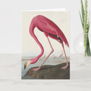 Vintage Audubon Amerikaanse Flamingo Roze Vogel Ku Feestdagen Kaart