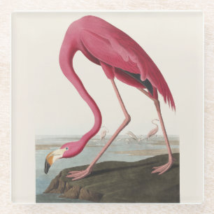 Vintage Audubon Amerikaanse Flamingo Roze Vogel Ku Glazen Onderzetter