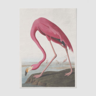 Vintage Audubon Amerikaanse Flamingo Roze Vogel Ku Tissuepapier