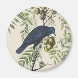 Vintage Audubon Amerikaanse Kraai Vogel Natuur Kun Magneet