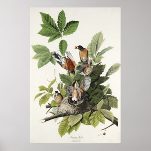 Vintage Audubon Amerikaanse Roodborst Vogelnest Ku Poster