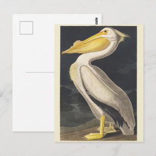Vintage Audubon Amerikaanse Witte Pelikaan Vogelku Briefkaart