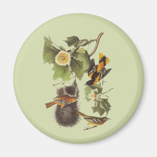 Vintage Audubon Birds Troupial Oriole Magnet (Devant)