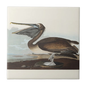 Vintage Audubon bruine pelikaan kustvogel kunst Tegeltje