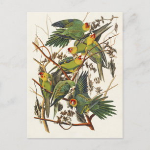 Vintage Audubon Carolina Parkiet Vogelkunst Briefkaart