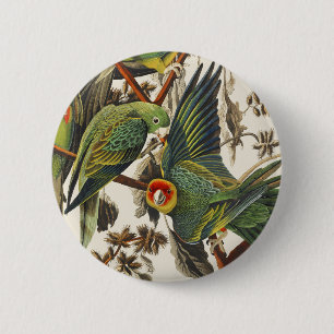 Vintage Audubon Carolina Parkiet Vogelkunst Ronde Button 5,7 Cm