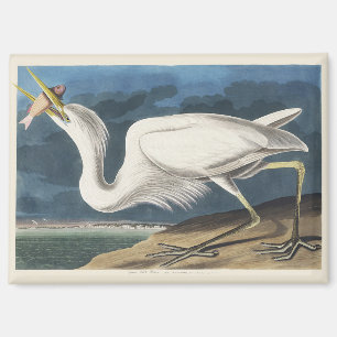 Vintage Audubon Grote Witte Reiger Vogelkunst Magneet