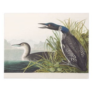 Vintage Audubon Ivische Gansvogel Vogel Natuur Kun Notitieblok