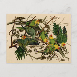 Vintage Audubon Parrot Briefkaart