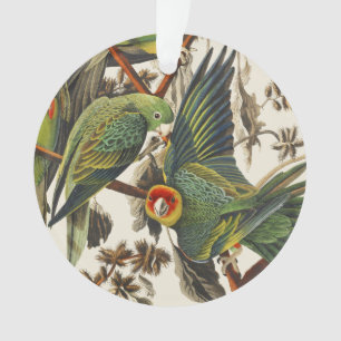 Vintage Audubon Perruche Caroline Art d'oiseau