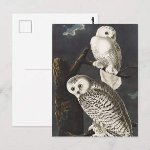Vintage Audubon Sneeuwuil Nacht Vogel Kunst Briefkaart