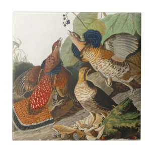 Vintage Audubon Vechtkwartel Vogel Natuur Kunst Tegeltje