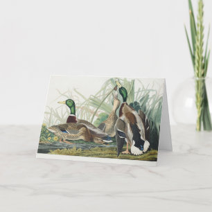 Vintage Audubon Wilde Eend Natuur Kunst Feestdagen Kaart