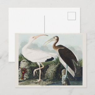 Vintage Audubon Witte Ibis Vogel Natuur Kunst Briefkaart