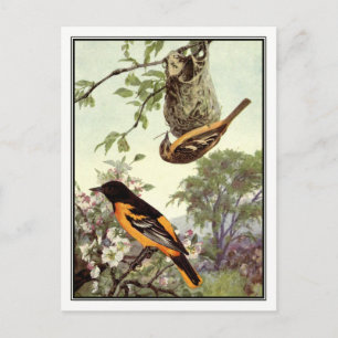Vintage Baltimore Oriole door Robert Bruce Horsfal Briefkaart