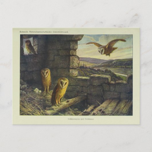 Vintage Barn Owls Art Briefkaart (Voorkant)