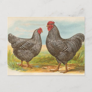 Vintage "Barred Plymouth Rock Chickens" Briefkaart