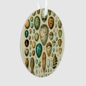 Vintage Bird Eggs French Fish Egg (devant)