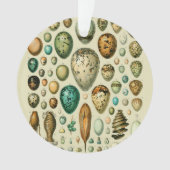 Vintage Bird Eggs French Fish Egg (devant)