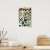 Vintage Birds of the World Poster (Keuken)