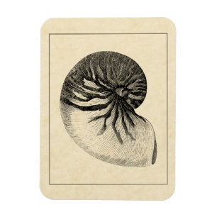 Vintage Black and White Conch Shell Magneet