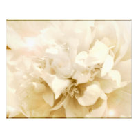 Vintage Blanc Dahlia Fleur Floral Photo