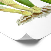 Vintage blanc orchidée - Poster (Coin)