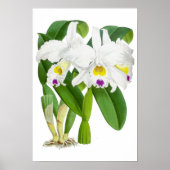 Vintage blanc orchidée - Poster (Devant)