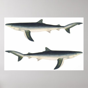 Vintage blauwe haai, Aquatisch zeeleven Poster