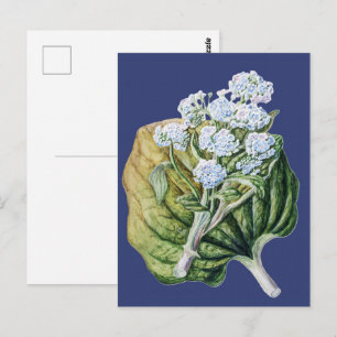 Vintage Blauwe Vergeet-mij-nietje Botanische Bloem Briefkaart