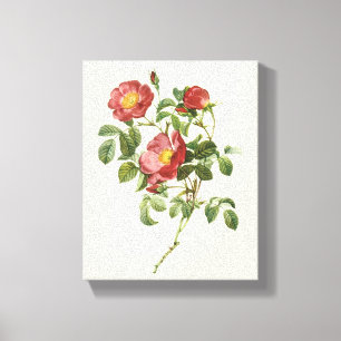 Vintage Bloemen Bloem Rode Roos van de Liefde door Canvas Afdruk