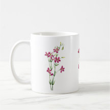 Vintage Bloemen - Centaurium door Mary Vaux Walcot