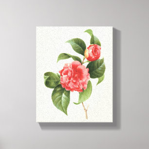 Vintage bloemmotief, Roze Camellia Bloemen door Re Canvas Afdruk
