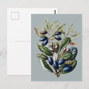 Vintage Blue Fruit Botanische Sarah Featon Kunst Briefkaart
