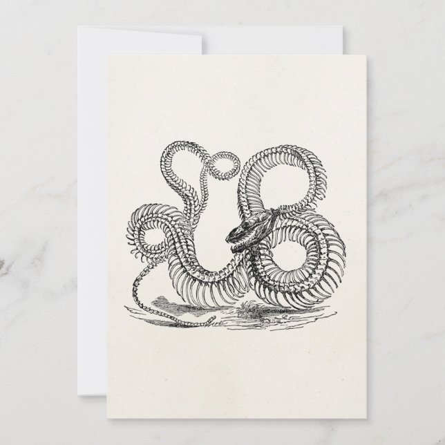 Vintage Boa Snake Skeleton Modèle personnalisé (Devant)