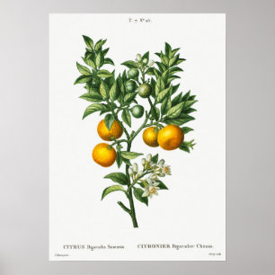 Vintage Botanical Illustration Poster