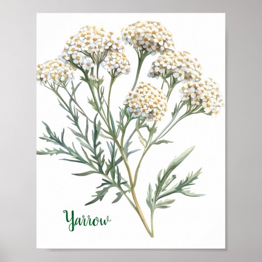 Vintage Botanical Illustration Yarrow Poster (Voorkant)