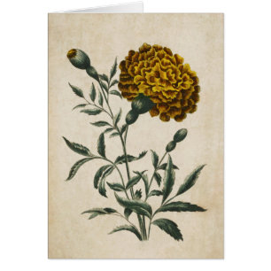 Vintage Botanique Floral Africain Marigold