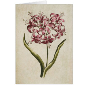 Vintage Botanique Floral Guernesey Lily