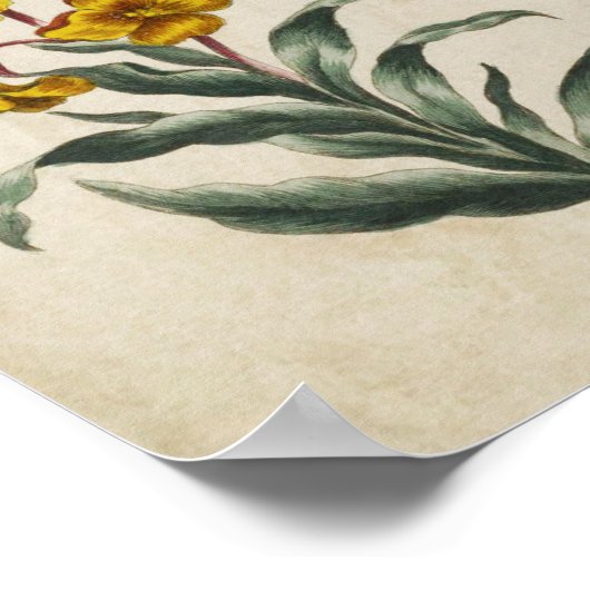 Vintage Botanique Floral Mur Impression (Coin)