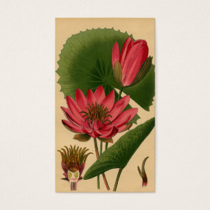 Vintage Botanique Imprimer Eau rose Lily Lotus