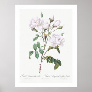 VINTAGE BOTANISCH WITTE ROSE ILLUSTRATIE POSTER