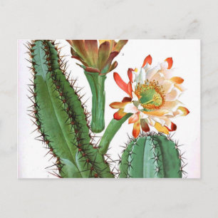 Vintage botanische afdrukken van de Cactus-familie Briefkaart