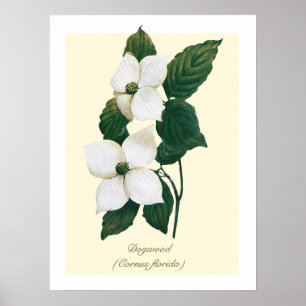 Vintage botanische bloeiende dogwood poster